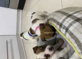 Radom Śliczne szczenieta Jack Russell Śliczne szczenieta Jack Russell